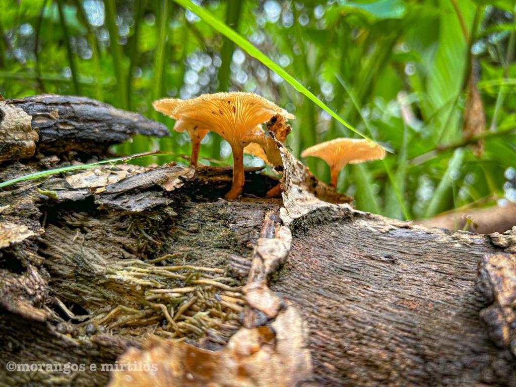 Palavras de Manifesto: uma&nbsp;manifestação